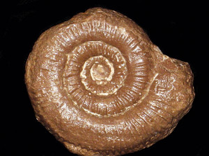 Nodicoeloceras zloulense ( Guex, 1973 )
