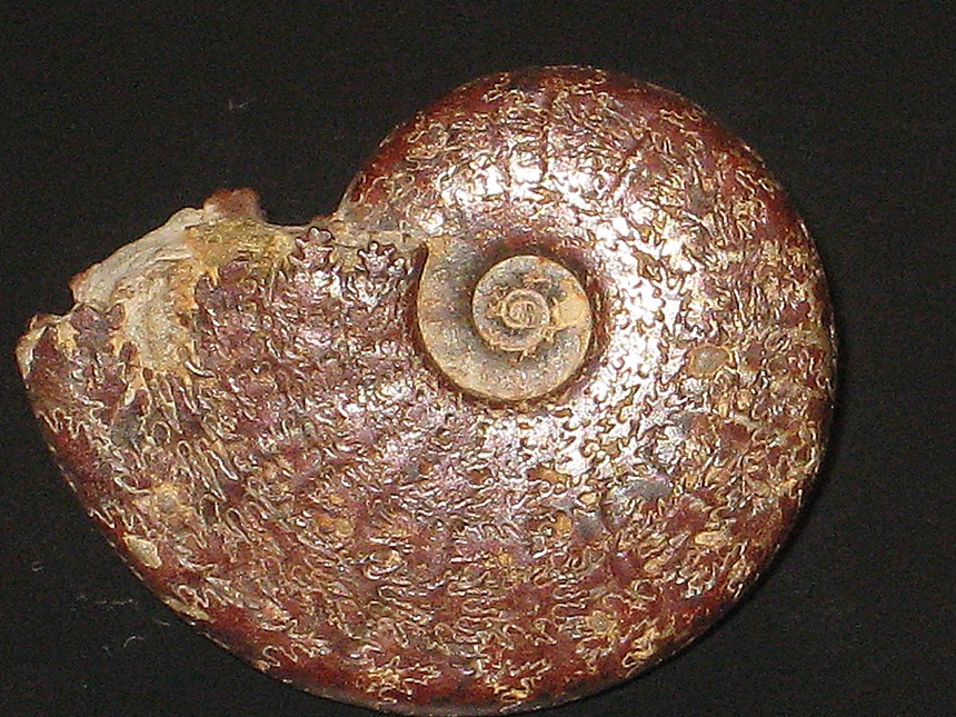 Osperleioceras ( Osperleioceras ) beauliziense ( Monestier, 1821 )