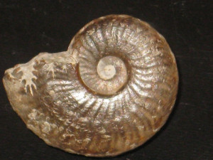 Osperleioceras ( Osperleioceras ) rivierense ( Monestier, 1921 )