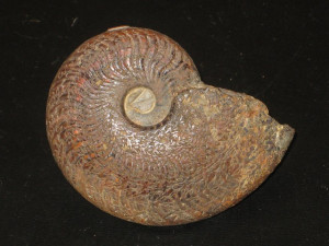 Osperleioceras ( Pseudopolyplectus ) bicarinatum ( Zieten, 1831 )
