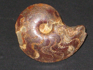 Oxyparoniceras telemachi ( Renz, 1912 )