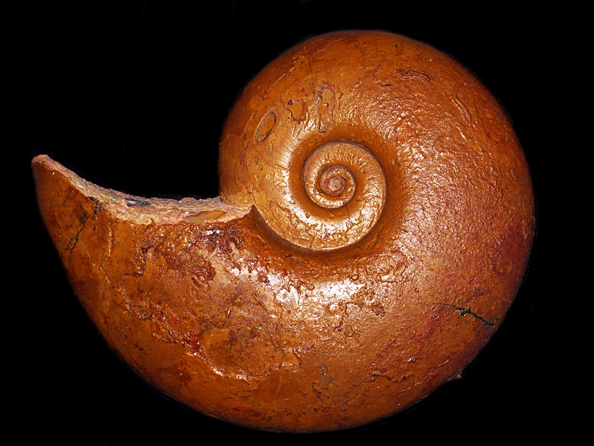Pachylytoceras dilucidum ( Oppel, 1856 )