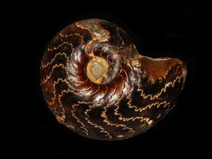 Paroniceras sternale ( d'Orbigny, 1845 )