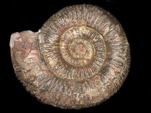 Peronoceras desplacei ( d’Orbigny, 1844 )