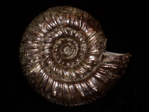 Peronoceras perarmatum ( Young and Bird, 1822 )