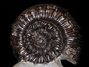 Peronoceras subarmatum ( Young and Bird, 1822 )
