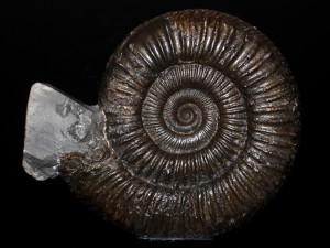 Peronoceras turriculatum ( Simpson, 1855 )