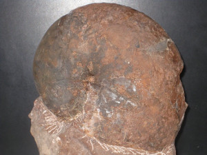 Phylloceras ( Phylloceras ) hetereophyllum ( Sowerby, 1820 )