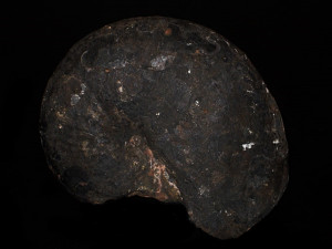 Phylloceras ( Phylloceras ) pompeckji ( Hug, 1898 )