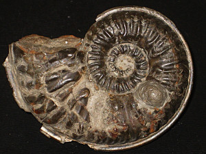 Phymatoceras narbonense ( Buckman, 1898 )