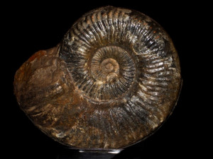Podagrosites pseudogrunowi ( Guex, 1975 )