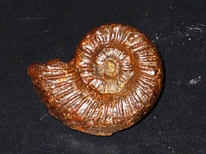 Podagrosites quadratus ( Quenstedt, 1846 )
