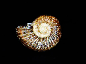 Podagrosites quadratus ( Quenstedt, 1846 )
