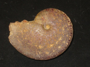 Polyplectus discoides ( Zieten, 1831 )