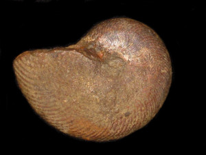 Polyplectus pluricostatus ( Haas, 1913 )