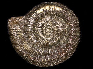 Porpoceras verticosum ( Buckman, 1914 )