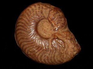 Protogrammoceras ( Protogrammoceras ) bassanii ( Fucini, 1900 )