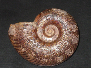 Pseudogrammoceras fallaciosum ( Bayle, 1878 )