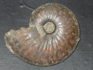 Pseudolioceras compactile ( Simpson, 1855 )