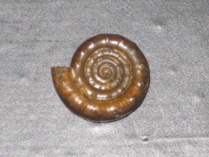 Septimaniceras zitteli ( Oppel, 1862 )