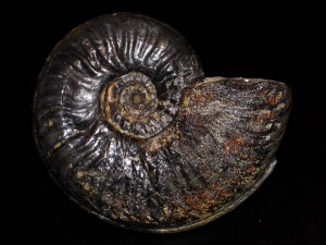 Taffertia taffertensis ( Guex, 1973 )