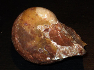 Paracladiscites multilobatus ( Bronn, 1832 )