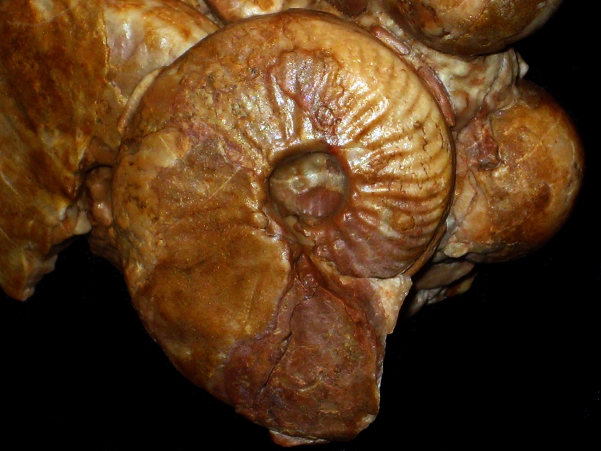 Praesidensiceras arnoldmilcheri ( Schmitz, 2026 )