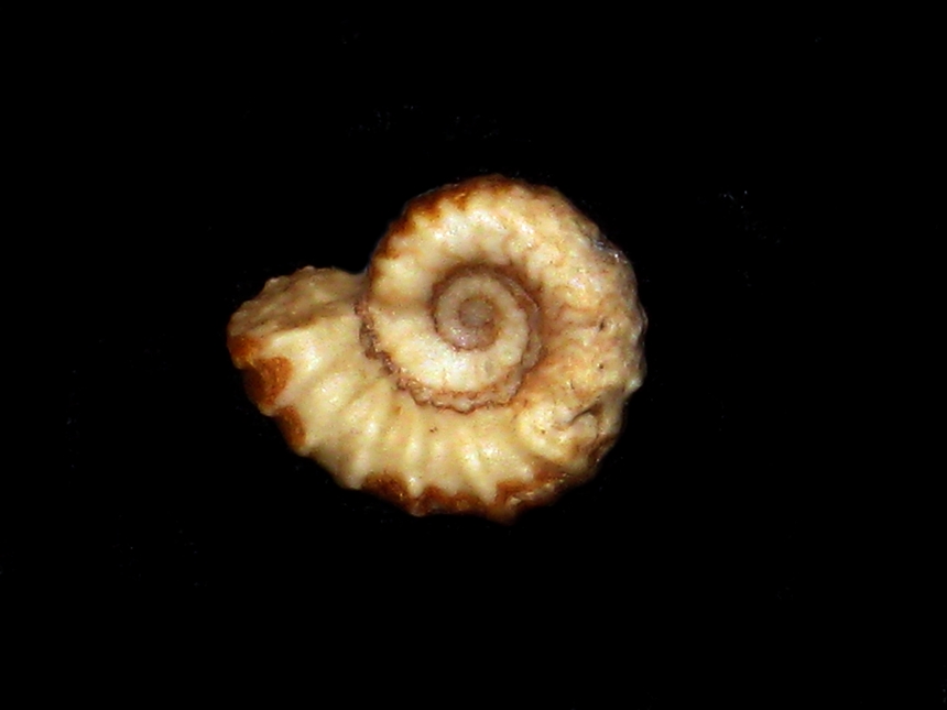 Rappoltsteinites heinrichvonmaltzani ( Schmitz, 2026 )