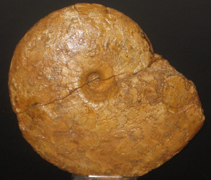 Choffaticeras ( Choffaticeras ) segne ( Solger, 1903 )