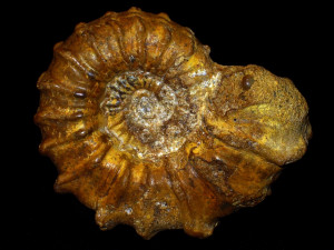 Kamerunoceras salmuriensis ( Courtiller, 1867 )