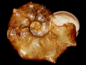 Mammites nodosoides ( Schlüter, 1871 )
