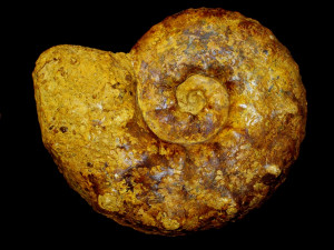 Pseudaspidoceras ( Ambakabites ) conciliatum ( Stoliczka, 1865 )