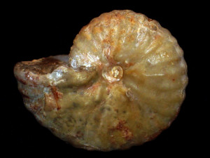 Pseudoneoptychites obscurus ( Barber, 1957 ) var. andinus ( Leanza, 1967 )