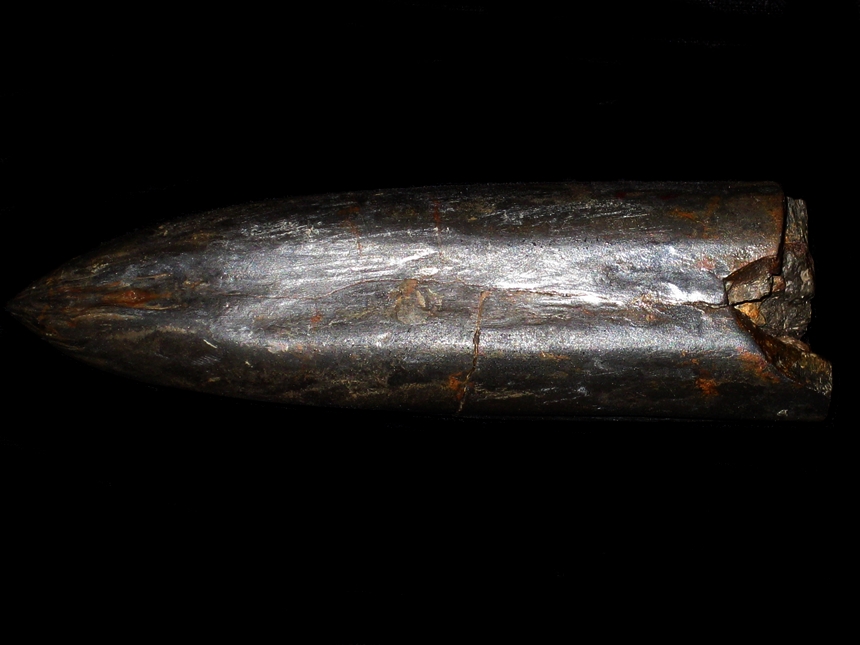 Acroteuthis acmonoides ( Swinnerton, 1936 )