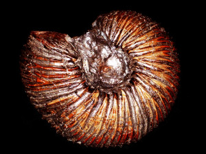 Dichotomites ( Dichotomites ) bidichotomoides ( Kemper, 1978 )