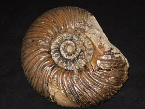 Dichotomites ( Dichotomites ) evolutus ( Kemper, 1978 )
