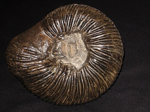 Dichotomites ( Dichotomites ) tardescissus ( Koenen, 1902 )