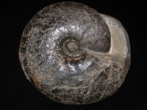 Dichotomites ( Prodichotomites ) complanatus ( Koenen, 1902 )