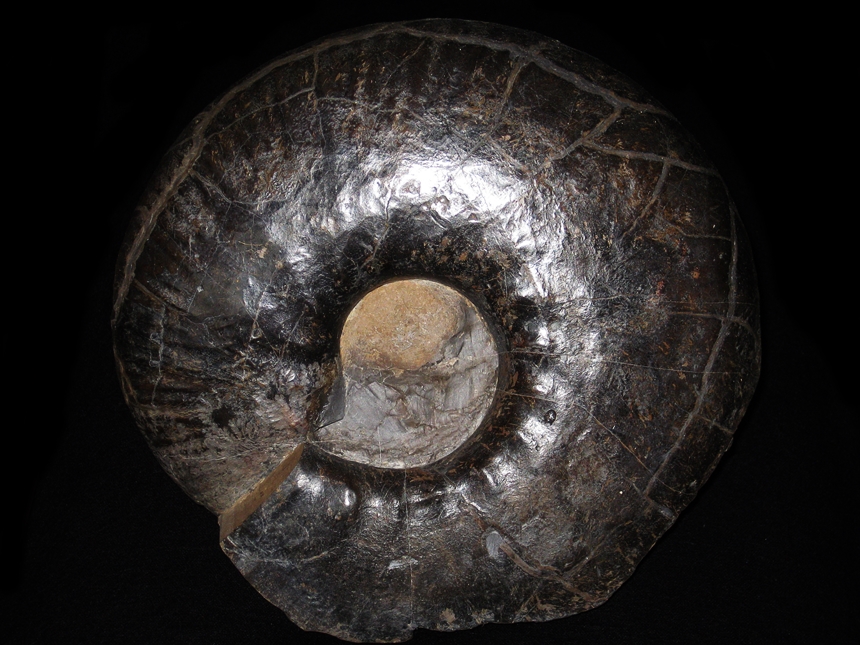 Dichotomites ( Prodichotomites ) flexicosta ( Koenen, 1902 )