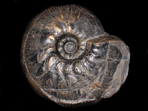 Dichotomites ( Prodichotomites ) flexicosta ( Koenen, 1902 )