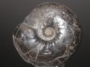 Dichotomites ( Prodichotomites ) glaber ( Jeletzky & Kemper, 1988 )