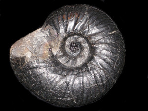 Dichotomites ( Prodichotomites ) hollwedensis ( Kemper, 1978 )
