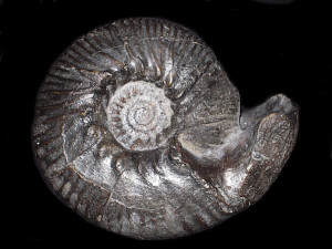 Dichotomites ( Prodichotomites ) pfaffi ( Jeletzky & Kemper, 1988 )