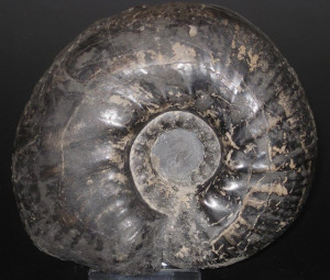 Dichotomites ( Prodichotomites ) polytomus ( Koenen, 1902 )