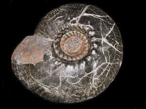 Hollwediceras sphaericus ( Koenen, 1902 )