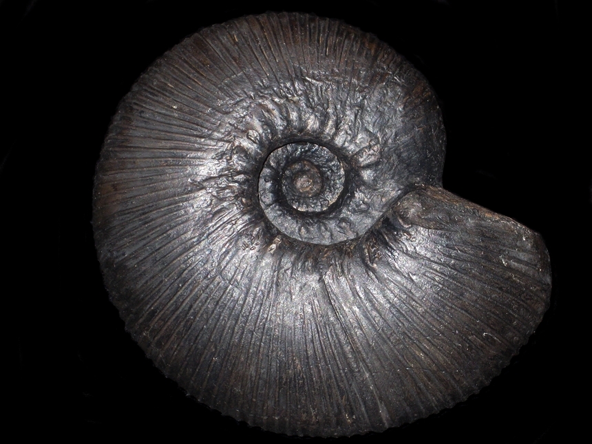 Olcostephanus ( Olcostephanus ) densicostatus ( Wegner, 1909 )