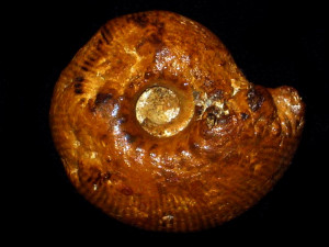 Olcostephanus ( Olcostephanus ) drumensis ( Kilian, 1910 )