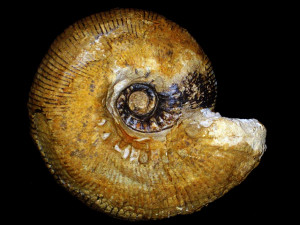 Olcostephanus ( Olcostephanus ) guebhardi ( Kilian, 1902 )