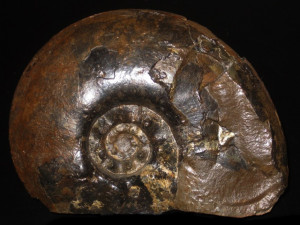 Platylenticeras ( Tolypeceras ) marcousianum ( d'Orbigny, 1850 )