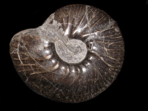 Polyptychites hapkei ( Jeletzky & Kemper, 1988 )